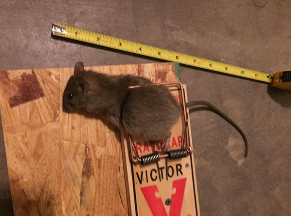 Rodent Control and Prevention | The Islands Community Association